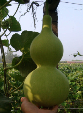 葫芦种植基地质量保证中号八宝