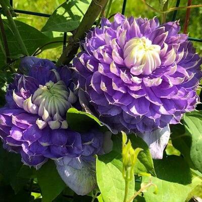 大盆栽爬藤大花重瓣种根蓝光