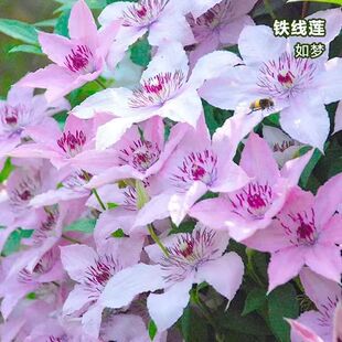 爬藤植物铁线莲三类如梦耐寒耐热盆栽地栽庭院阳台