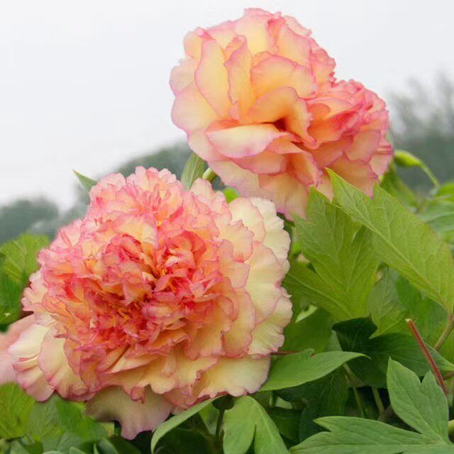 观赏牡丹黄金阁千层花瓣庭院阳台盆栽地栽花卉植物浓香大花