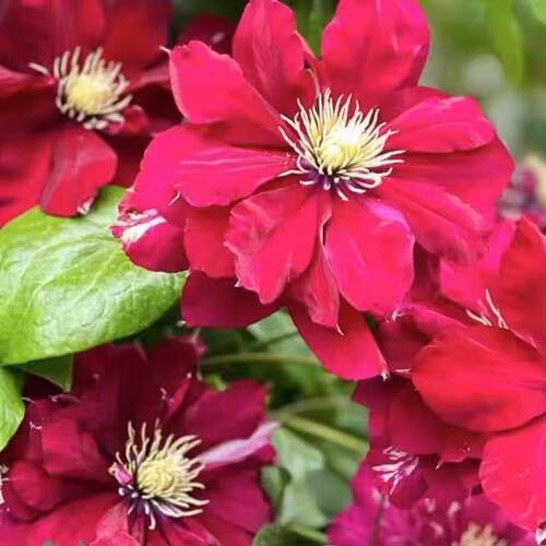 铁线莲夏尔曼红色大花爬藤盆栽