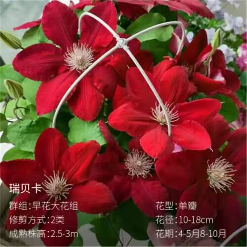 铁线莲瑞贝卡二类早花大花多季节开花室内阳台庭院盆栽花卉