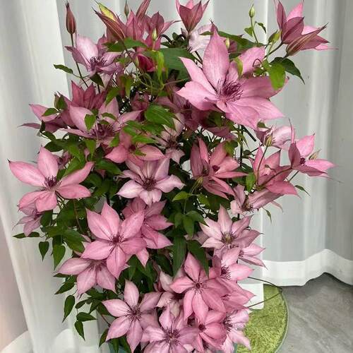 吉赛尔四季开花耐寒耐热