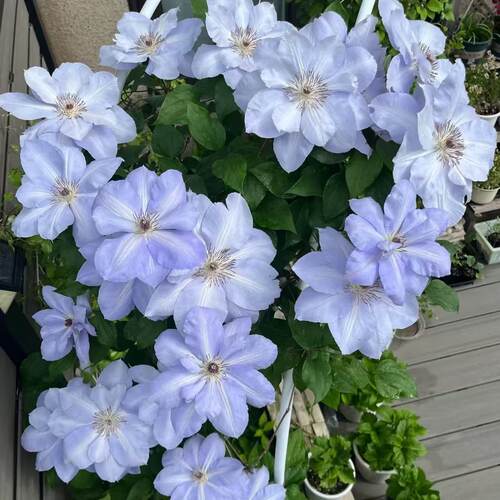 新品铁线莲二类早花大花蓝色沙龙舞四季开花丰花多头耐寒耐热