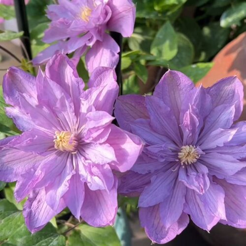 铁线莲海神普鲁图斯四季开花