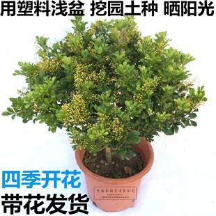 米兰花盆栽苗植物室内香味四季死不了开花不断很香最香的花卉好养