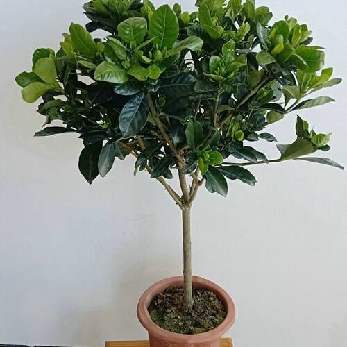 浓香型独杆大叶栀子花卉绿植牡丹栀子花盆栽地栽室内阳台庭院植物