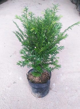 红豆杉树苗白色盆景植物室内防辐射大型绿植发财树花卉吸甲醛盆栽