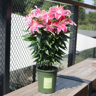 百合花盆栽带花苞花卉观花植物 香水百合室内好养绿植盆栽带盆土
