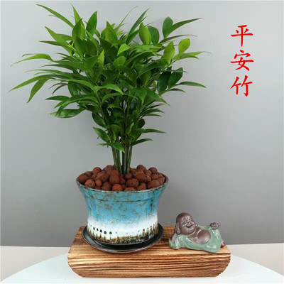 竹柏平安竹盆栽 植物 绿植 室内桌面阳台窗台摆放 四季常青