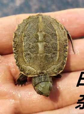 乌龟活物草杂日本石龟杂花草宠物龟家养温顺小草龟日花活体日花草