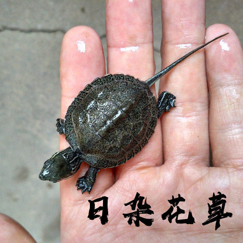 日石杂草龟杂龟乌龟苗活体宠物招财家养小乌龟活物草龟日杂花草龟