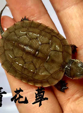 活体乌龟青杂草苗子喉杂花草中华草龟全品宠物龟头苗青杂小草龟