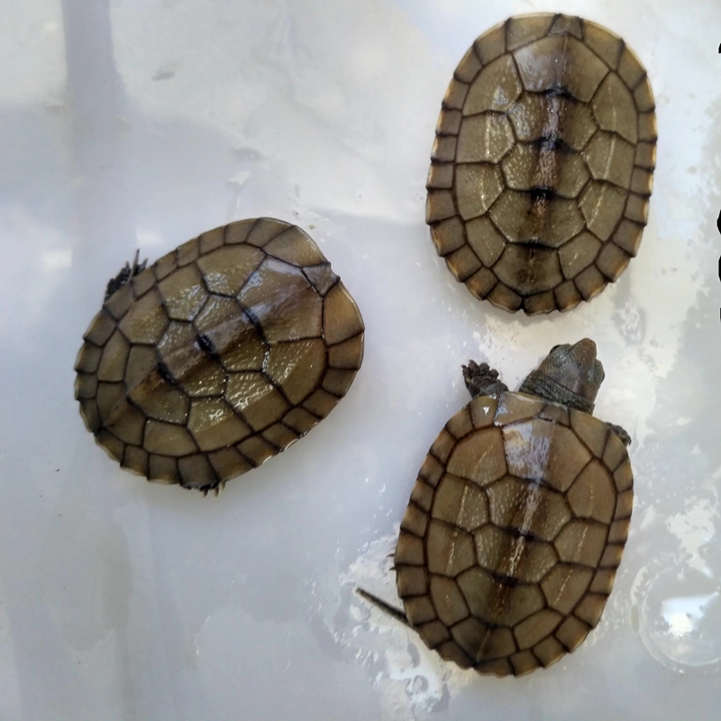 皖南小青龟黄喉笑脸龟黄金情侣活体小乌龟小朋友居家宠物黄喉龟