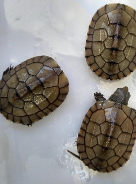 皖南小青龟黄喉笑脸龟黄金情侣活体小乌龟小朋友居家宠物黄喉龟