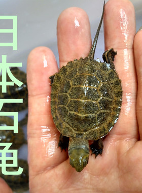 纯种日石龟大龟日石龟苗活体石龟苗子宠物龟招财冷水龟网红小乌龟