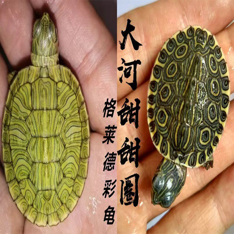 大河甜圈龟甜圈龟巴西脸活体甜甜圈龟外塘冷水自然冬眠全品