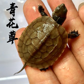 招财乌龟活物青花草龟宠物小龟苗喉杂花草外塘本土龟活体花草杂龟