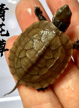 招财乌龟活物青花草龟宠物小龟苗喉杂花草外塘本土龟活体花草杂龟