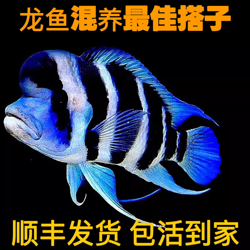 萨伊蓝/伊巴卡精品三湖慈鲷六间