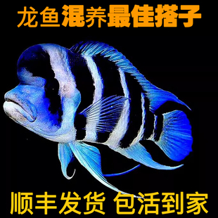 台湾进口萨伊蓝/伊巴卡精品三湖慈鲷六间热带鱼淡水鱼