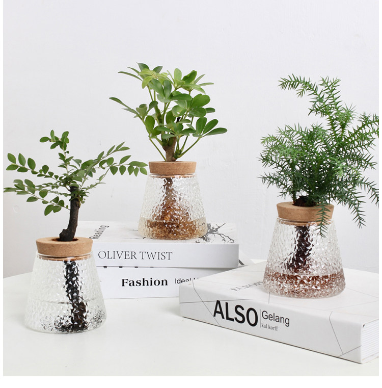 水培植物春羽发财树铁树水养四季花卉室内水生绿植办公室桌面盆栽