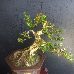 广东雀舌黄杨花卉微盆景家中摆放素材皱皮办公绿植植物庭院盆栽