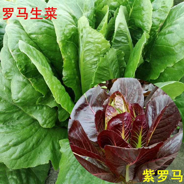 紫罗马生菜种子罗马生菜种籽沙拉汉堡直立散叶阳台盆栽庭院生菜籽