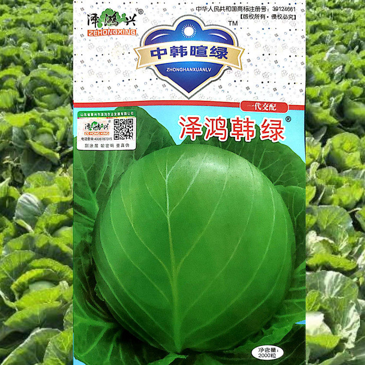 韩绿甘蓝种子球形松软色绿黄芯耐裂冬绿春早水果甘蓝种籽春秋