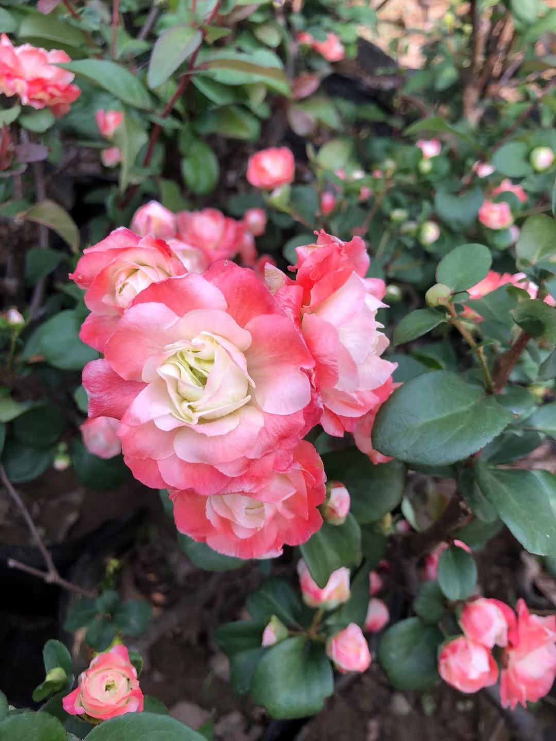 初心海棠品种扦插原生开花渐变色重瓣