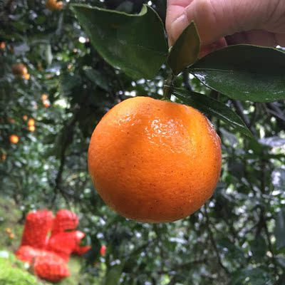 湖南特产黔阳冰糖橙新鲜应季水果小甜橙麻阳冰糖橙安江手剥橙子