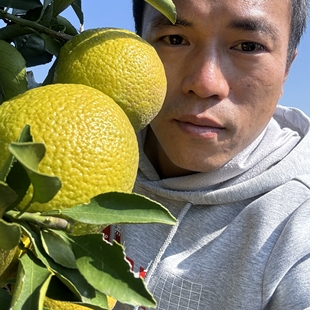 湖南怀化安江特产黄金贡柚