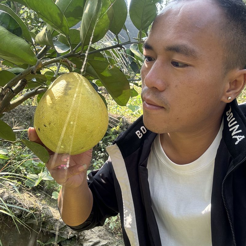 阿刘小哥湖南正宗安江冰糖柚新鲜水果现摘现发10斤金兰安福小柚子