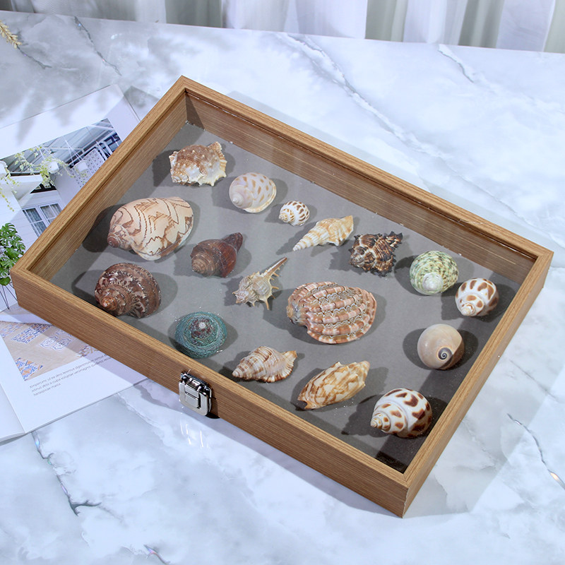 天然贝壳标本收纳展示框海螺diy手工制作展示摆台黏土手工盒子
