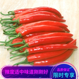 现摘微辣新鲜红辣椒美人椒海椒杭椒泡椒尖椒椒酱剁椒二荆条线批发