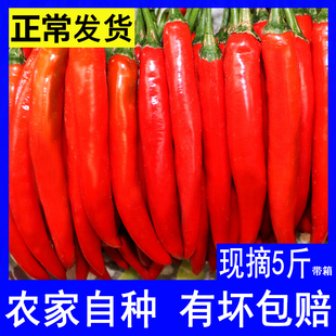 新鲜现摘大红辣椒美人椒微辣海椒杭椒泡椒尖椒椒酱剁椒二荆条线