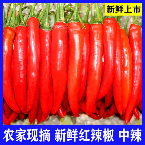 新鲜现摘大红辣椒美人椒微辣海椒杭椒泡椒尖椒椒酱剁椒二荆条线