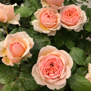 耐晒真宙月季 浓香大花苗藤本灌木玫瑰阳台庭院盆栽植物