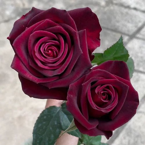 暗香棒棒糖树 月季玫瑰花苗 黑巴克升级版 浓香灌木大花勤花庭院