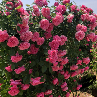 粉色达芬奇爬藤月季 开花盆栽植物庭院 特大花四季 蔷薇花苗藤本月季