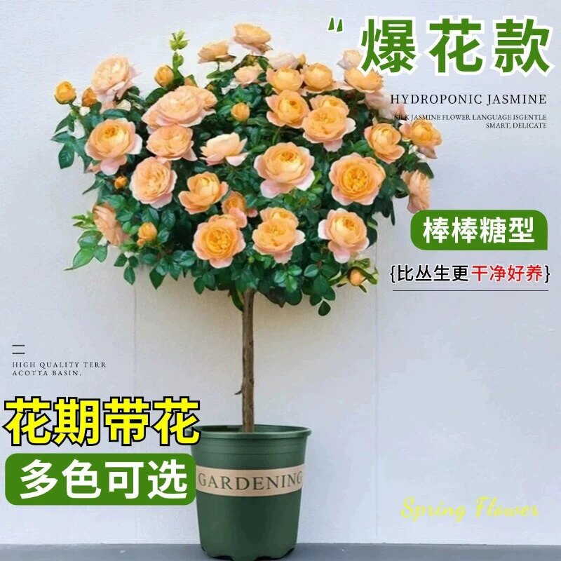 果汁阳台棒棒糖树月季开花盆栽造型树桩四季植物玫瑰花室外庭院苗图片