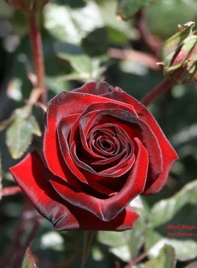 黑魔术棒棒糖月季花苗暗红色花瓣丝绒感强玫瑰阳台庭院卉植物