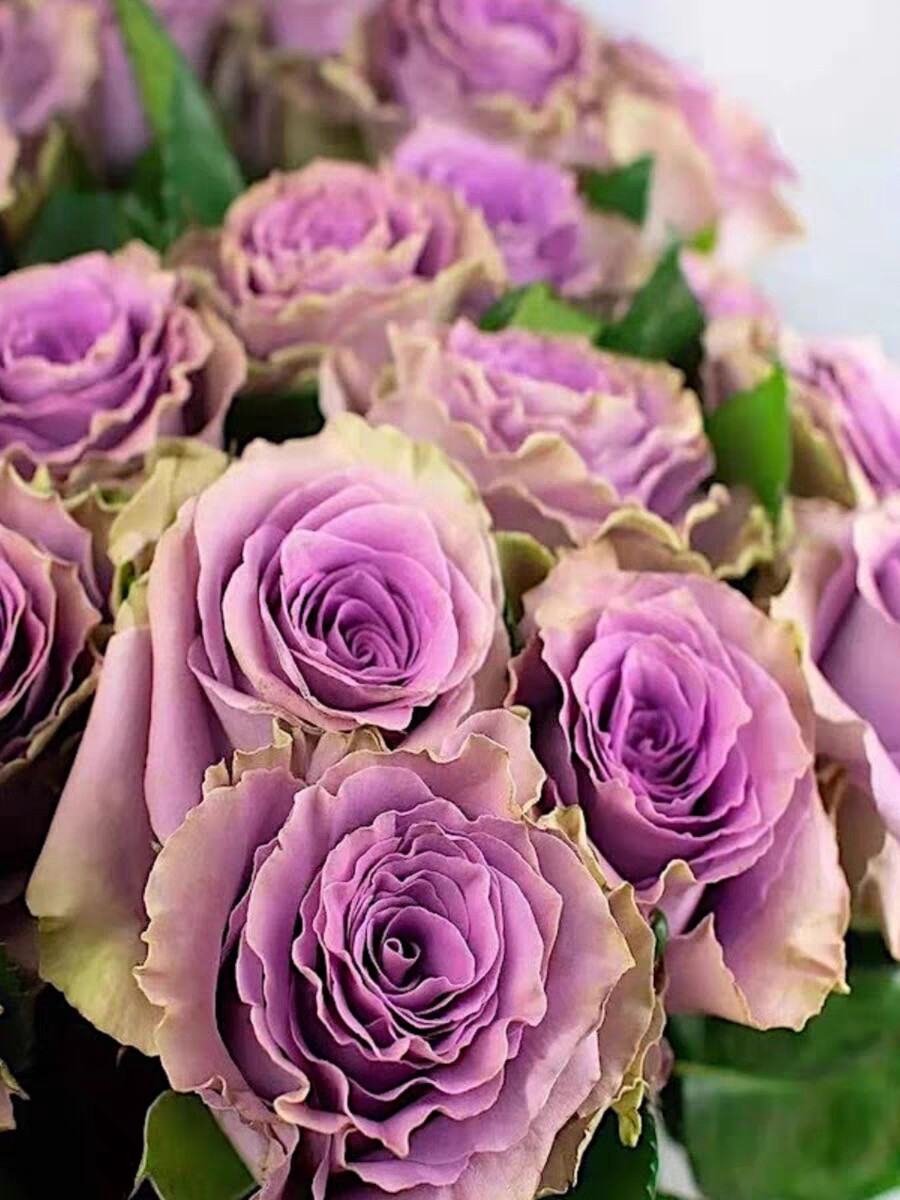 42号公路阳台盆栽月季庭院地栽耐寒耐旱抗病勤花切花玫瑰分枝好