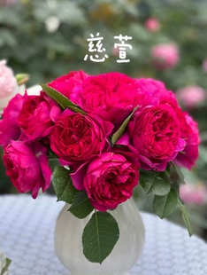 慈萱棒棒糖树月 月季玫瑰 多季浓香灌木月季
