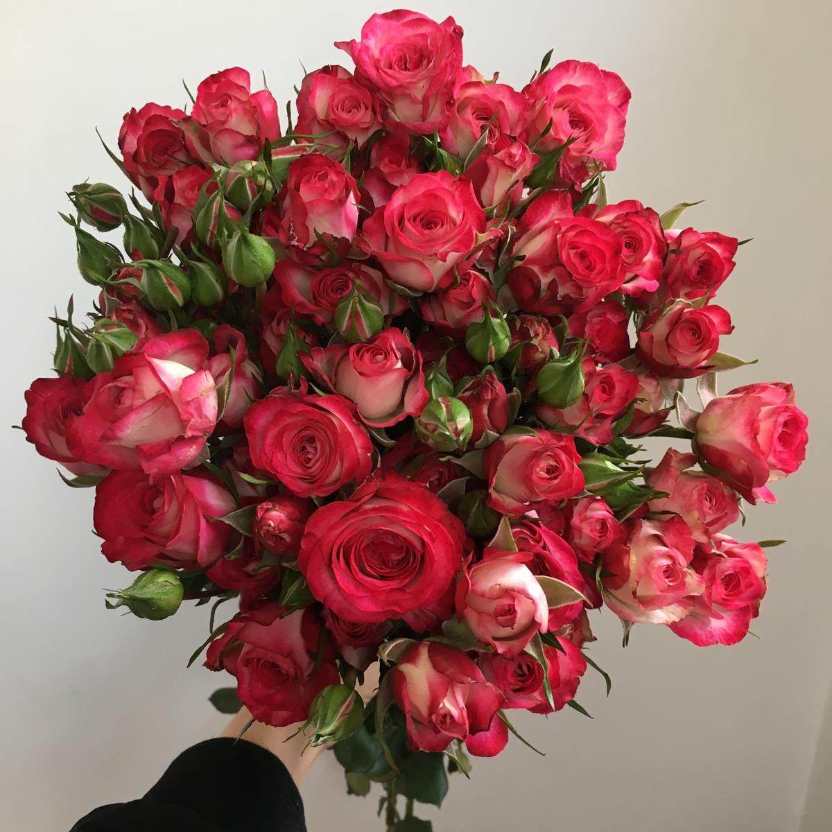 多头狮子座玫瑰花苗复色多头切花月季苗阳台庭院花卉盆栽观花植物