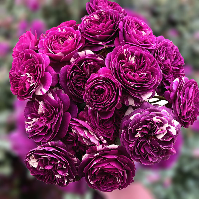 芬芳宝石 紫色带条纹月季阳台庭院种植花卉花苗