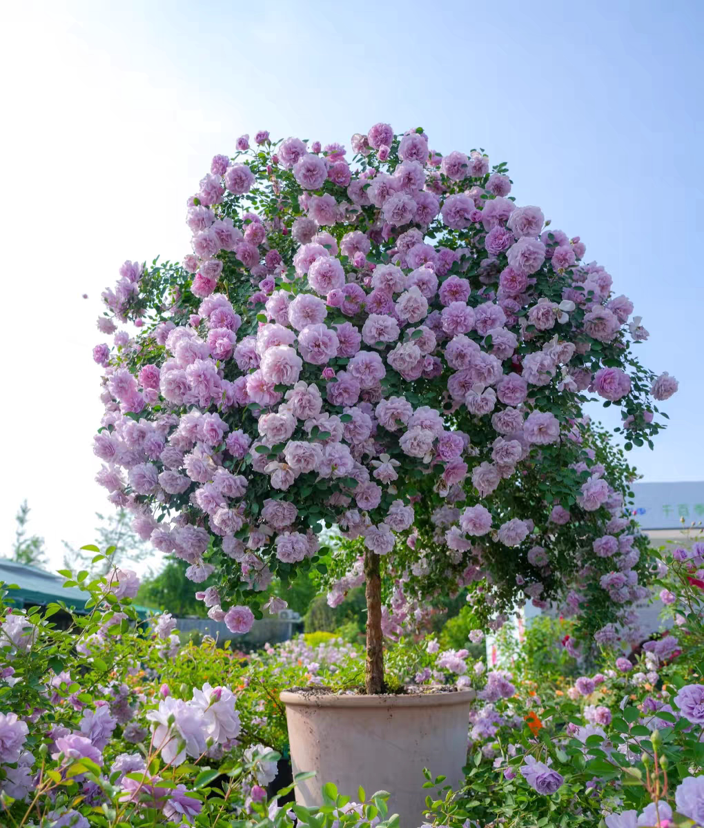 蓝色阴雨棒棒糖树状月季花树苗特大花玫瑰四季阳台庭院浓香可垂吊