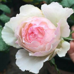 新品日月佩朱 佩尔朱克月季花苗 切花玫瑰花苗大花水果香