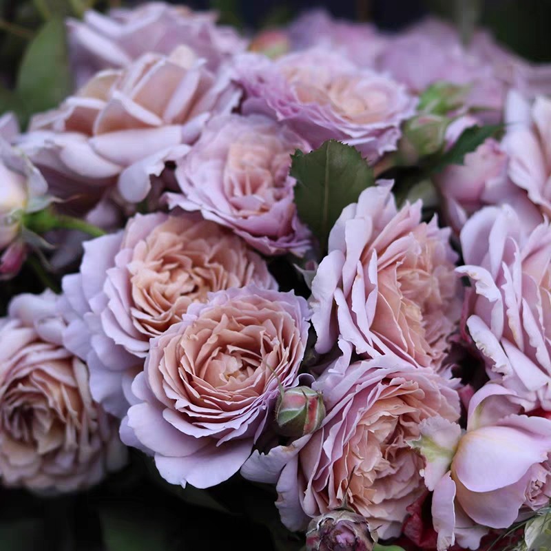 歌笛 月季玫瑰 多季开花浓香耐热灌木型月季