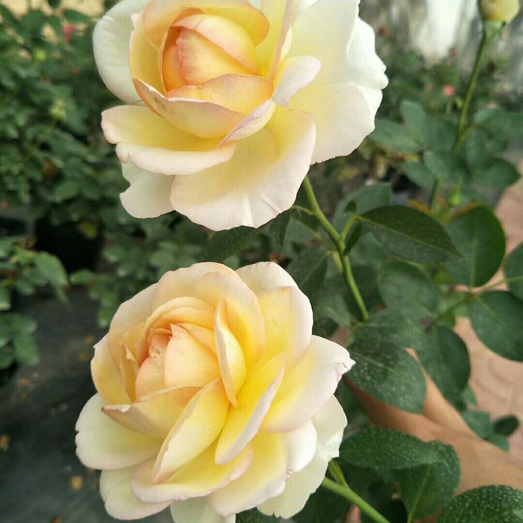 山姆月季 伊芙金伯爵 伊芙系列灌木盆栽月季多季节开花